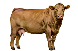 Sai riconoscere i tagli della carne