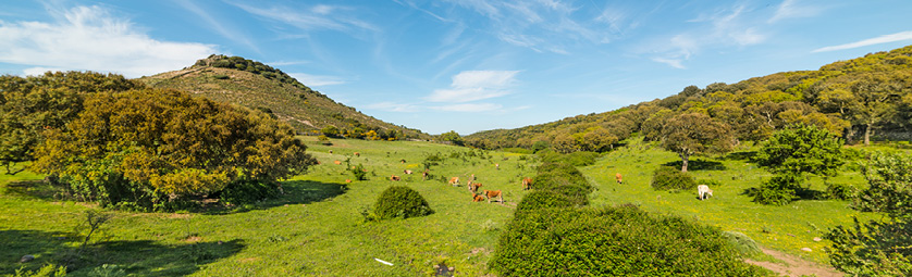 colline