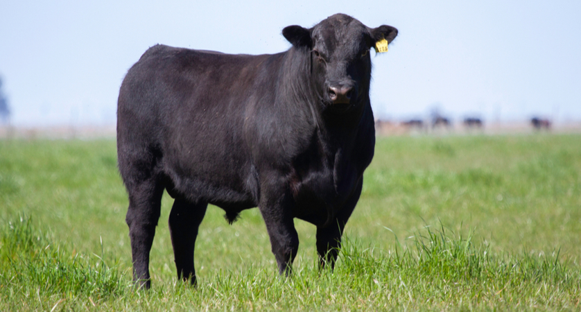 Che carne è l’Angus?