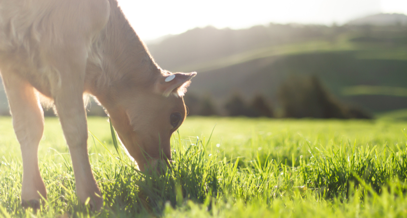 Cos’è la carne biologica?
