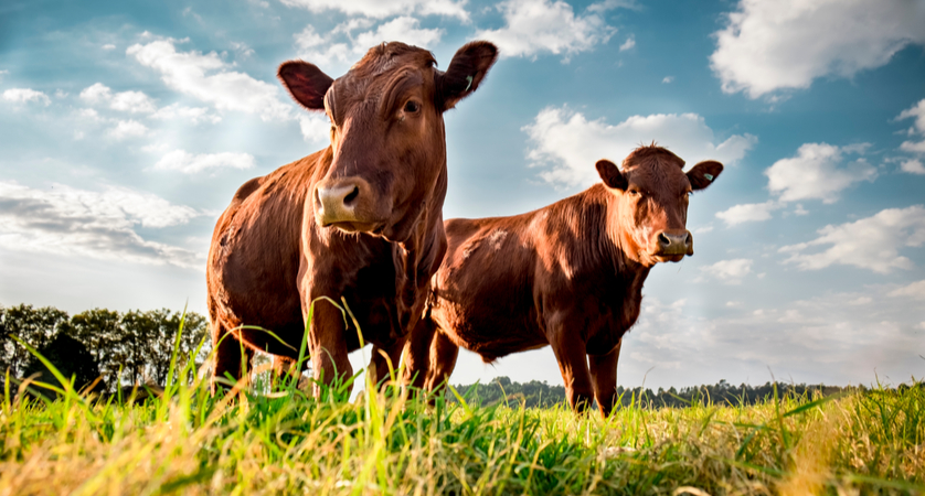 Quali sono i bovini?