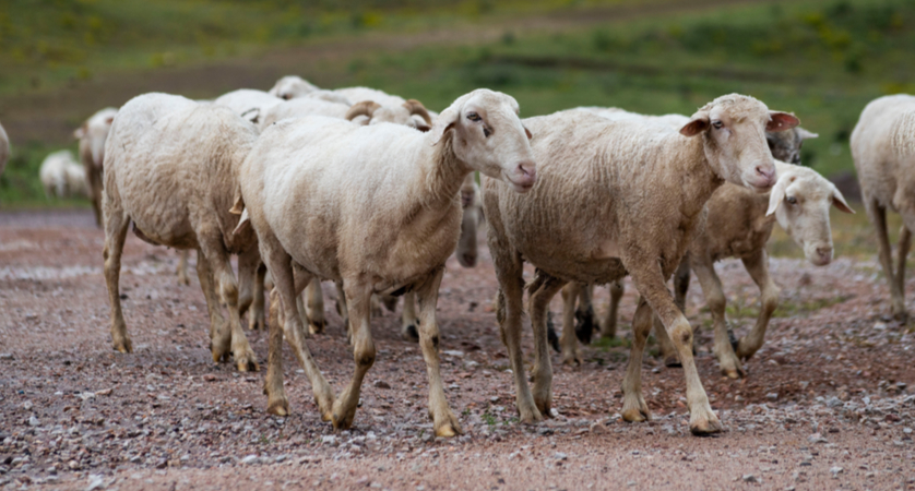 Quali sono i principali paesi allevatori di ovini?