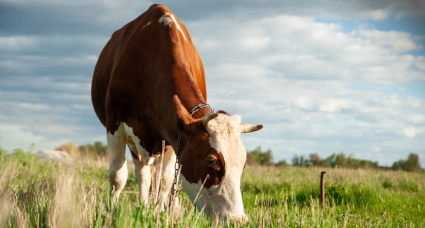 quando fecondare una bovina quando fecondare una bovina