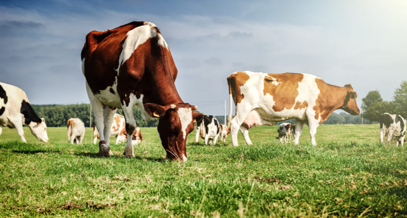 cos'è un allevamento biologico