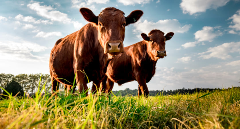 che cos è il manzo che cos'è il manzo, categorie