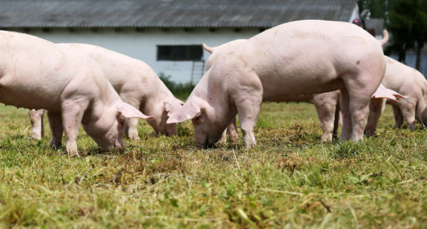 Cosa mangiano i maiali?