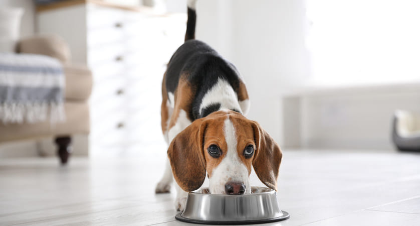 quanta carne macinata al cane dare? Proteine