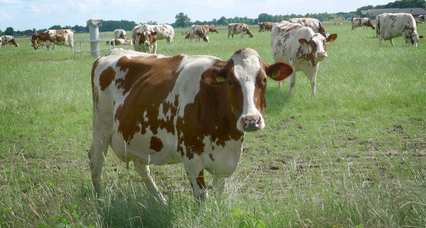 Che cos’è la filiera alimentare?