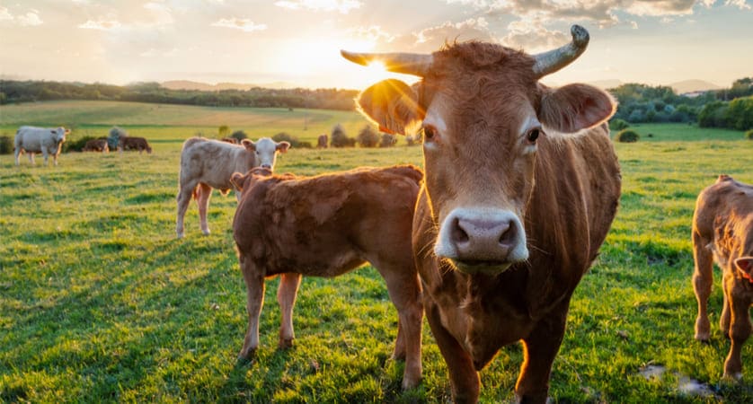 cosa si intende per filiera corta concetto di filiera corta