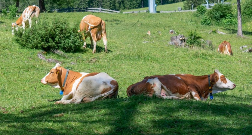 Da dove arriva la carne in Italia?