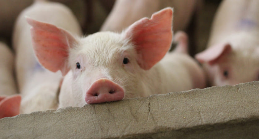 Quanto costa un maiale?