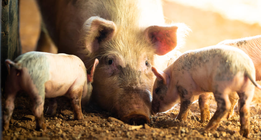 Come si chiama la femmina del maiale?