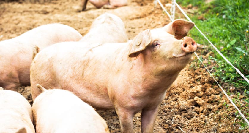 Quanto pesa un maiale?